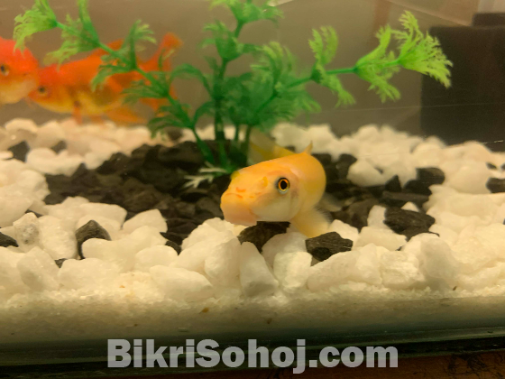 Aquarium Full setup for sale